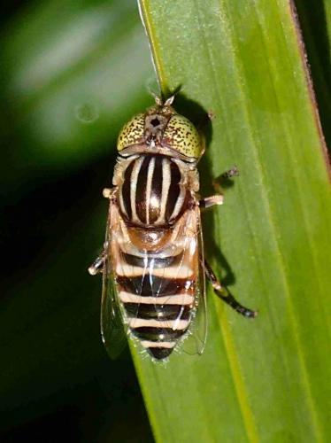 Eristalinus sp.